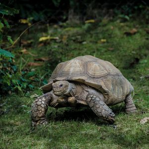 Prominent Crypto Analyst Says ‘Bitcoin is Crawling Now So That It Can Sprint Later’