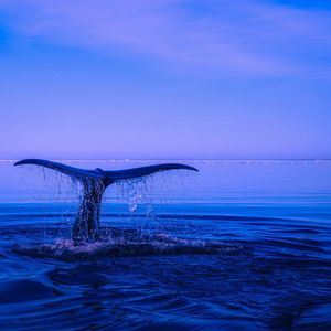 Dormant Bitcoin Whales Wakes up and Moves Over 3,600 BTC After Making $112 Million in Unrealized Gains