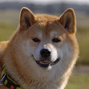 $SHIB: Patience Pays Off for ‘Super Diamond’ Shiba Inu Trader Who Manages to Turn $2,625 into Over $1.1 Million