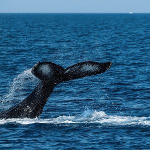 $BTC: Prominent Analyst on Crypto Whales’ Appetite for Bitcoin Amid Market Shakeouts