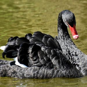 ‘Black Swan’ Author: ‘All Crypto People Are Dimwits’