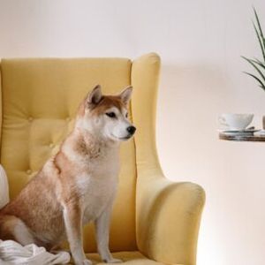 Whale Who Bought 20 Trillion Shiba Inu Is Now The 5th Biggest SHIB Holder