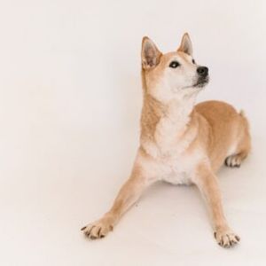 Shiba Inu Burn Rate Spikes After A Few Stagnant Days
