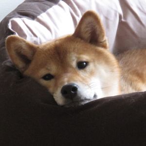 Can Shiba Inu Rebound As It Wraps Up May With A Discouraging 16% Decline?