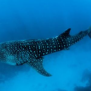 Bitcoin Sharks & Whales Show Strong Buying, Rally To Continue In July?