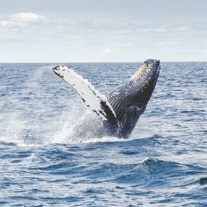 Bitcoin Humpback Wallets Reach ATH, Is BlackRock Behind The Surge?