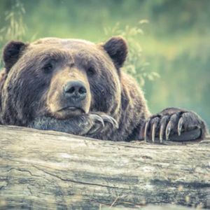 Litecoin (LTC) Price Weakens Below $100 As Bears Extend Their Grip
