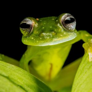 PEPE Price Drops More Than 60% From ATH – What Lies Ahead?