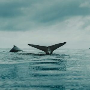 Bitcoin Sharks Continue Accumulation, But Whales Stagnate