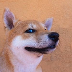 Shiba Inu Keeps Energy Alive, Snags 26% Gain – Here’s The Inside Scoop