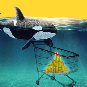 Shiba Inu Whale Transfers 4.6 Trillion Tokens After A 24-Hour Safekeeping