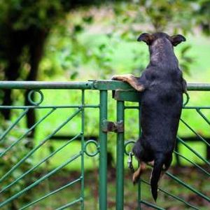 Shiba Inu Nears Make-Or-Break Resistance Barrier – What Awaits Traders?
