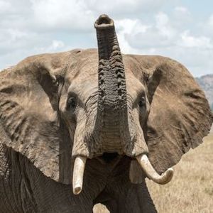 New Bull Run For Bitcoin If It Breaks This Level, Expert Addresses Elephant In The Room