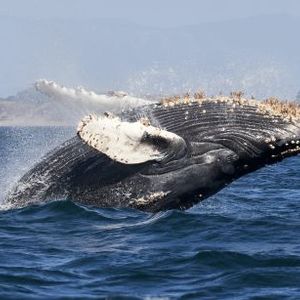 Worst Behind For BTC Price? Whales Accumulate Bitcoin, But It’s Not BlackRock
