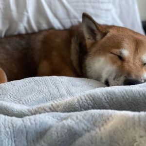 Shiba Inu Gearing Up For A 60% Surge? Key Indicators To Watch