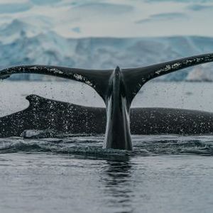Bitcoin Mega Whales Return To Selling Mode, More Downside Soon?