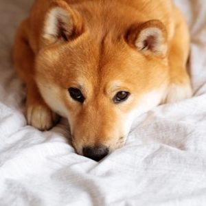 Dogecoin In A Dire Position As Daily Active Addresses Drop Drastically