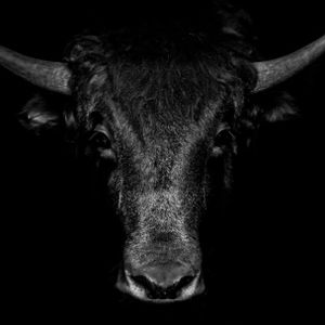 Bitcoin Bull Market: Crypto Spot Trading Volumes Climb To 8-Month Highs