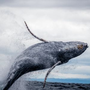 Shiba Inu Whales Bet Big As Shibarium Grows – Road To $0.1?