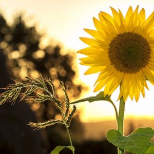 Solana (SOL) Shines 40% Toward $60 As Whales Make Big Moves