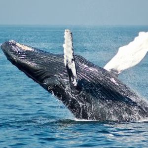 Analyzing The Titans: How Bitcoin Whales Influenced The Surge To $40,000