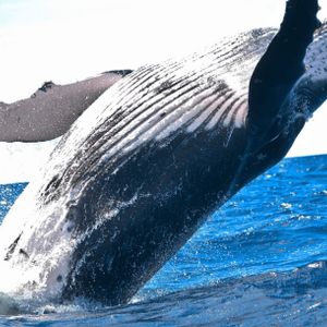 Ethereum Giga Whales On A Historic Buying Spree – Here’s How Much ETH They’ve Bought