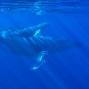 XRP Whales Are On The Move, What Are They Up To?