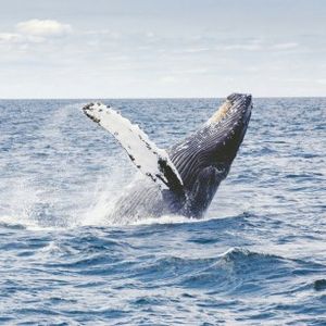 Polygon (MATIC) Whale Makes Large Deposit To Binance, Bearish Sign?