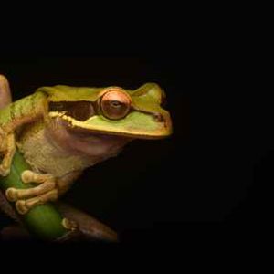 Pepe Coin Soars Over 250% – Will March Bring More Surprises?