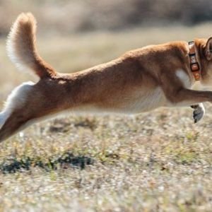 Forget Dogecoin, Shiba Inu Set To Become The Top Dog: Expert Predicts $100 Billion Market Cap