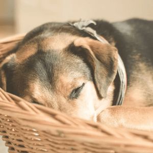 Shiba Inu (SHIB) Slumps As Whale Sell-Off Dampens Momentum – Details