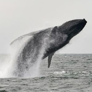 Dogecoin Whale Takes $52.3 Million In DOGE Off Binance, Sign Of Buying?