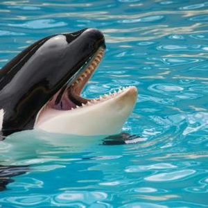 Ethereum Whales Go On Buying Spree As Market Crash Leaves Retail Panicking