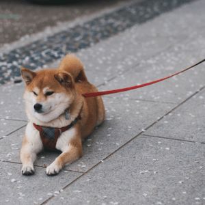Shiba Inu Open Interest Explodes On Top Exchanges – Is This The Comeback?