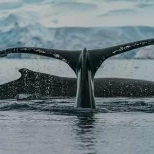 Bitcoin Mega Whales Are Buying, Time For Rally To Return?