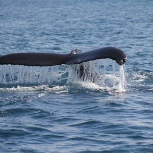 XRP Whales Are Active: Here’s Where They Are Sending Coins