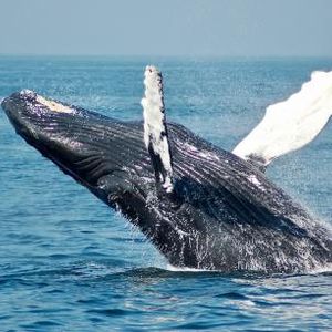 Bitcoin Whale Activity Declining – Why A Turnaround Is Important