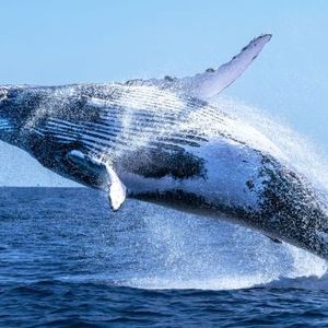 Whale Watch: Ethereum Fresh Buy Signal Sparks Speculation