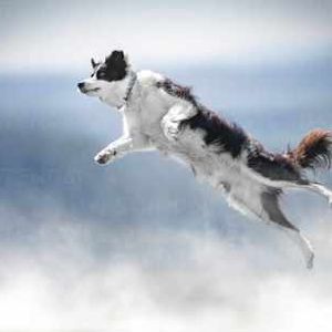 Dogwifhat (WIF) Jumps 21% As Analysts See $4.5 Price Tag