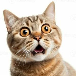 POPCAT Breakout Sparks Whale Buying Frenzy Near Peak Levels