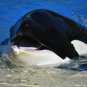 Whales Accumulate 40 Million XRP In 48 Hours – Where’s The Price Headed?