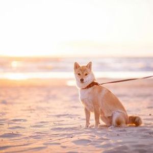 Shiba Inu Could Surge 340%, Echoing Its 2021 Bull Run Peak — Analyst