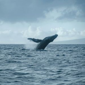 Bitcoin Whales Playing It Safe? Addresses Holding 1,000+ BTC Decline Ahead Of US Elections