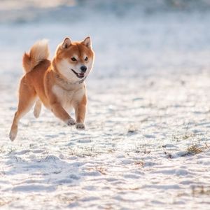 Will Shiba Inu Price Jump Over 300%? This Analyst Thinks So