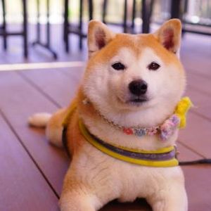 Dogecoin ‘Power Of 3’ Pattern Enters Distribution Phase: Massive Bull Run Incoming?