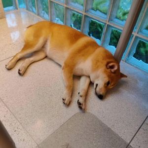 Shiba Inu Set For A 10-Fold Explosion? Analysts Predict 6,000% Surge