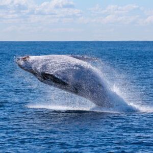 Bitcoin On-Chain Data: Selling From Whales Holding 1k+ BTC Behind Crash