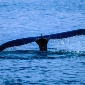 Ethereum Whales Pounce On The Dip, Snag $236 Million In ETH