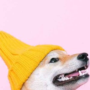 Double Win: Dogwifhat Jumps 24% Alongside Bitcoin’s $107K Push