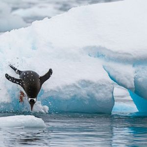 PENGU Leads Top Memecoin List Amid 20% Daily Surge – What’s Behind The Rally?